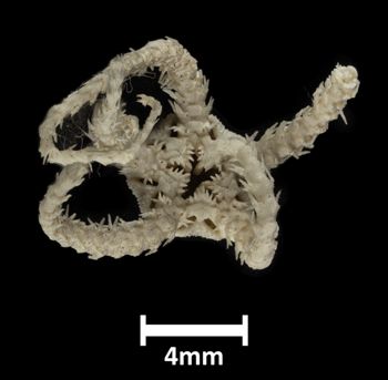 Media type: image;   Invertebrate Zoology OPH-3512 Description: Bottom of brittle star with mouth visible.;  Aspect: ventral